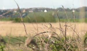 Festival de l'Oiseau : stage découverte en baie de Somme