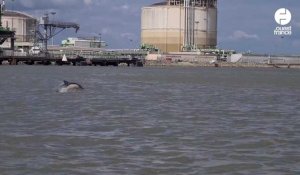 VIDÉO. Cinq dauphins aperçus par des chasseurs dans l'estuaire de la Loire