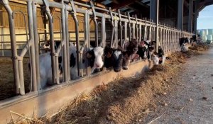 Agriculture : matin de traite à la ferme su Clos Fleuri à Neuville-Saint-Vaast