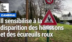 Des panneaux pour sensibiliser à la disparition des hérissons et des écureuils roux à Cambrai