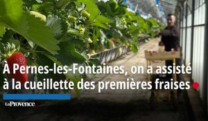 À Pernes-les-Fontaines, on a assisté à la cueillette des premières fraises de la saison 