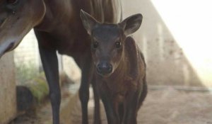 Zoo de Beauval: premier bébé céphalophe à dos jaune né en France