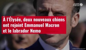 VIDÉO. À l’Élysée, deux nouveaux chiens ont rejoint Emmanuel Macron et le labrador Nemo