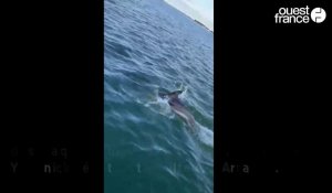 VIDÉO. Ils aperçoivent des dauphins dans le golfe du Morbihan