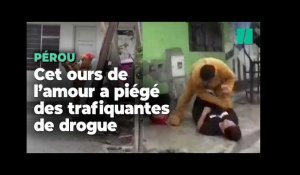 Au Pérou, ce nounours séducteur a piégé des trafiquantes de drogue