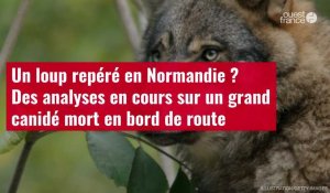 VIDÉO. Un loup repéré en Normandie ? Des analyses en cours sur un grand canidé mort en bord de route
