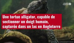 VIDÉO. Une tortue alligator, capable de sectionner un doigt humain, capturée dans un lac