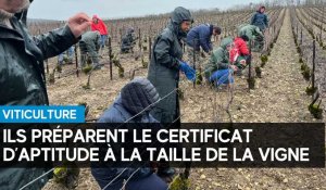 Barséquanais : les candidats se préparent au certificat d’aptitude à la taille de la vigne