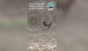Vidéo de la traque d'un cerf en forêt de Chantilly le 6 février