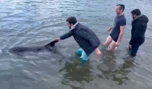 VIDÉO. Trois hommes se jettent à l'eau pour sauver un dauphin au passage de Berder à Larmor-Baden