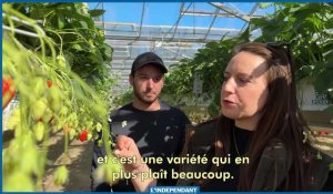 Dans cette exploitation familiale des Pyrénées-Orientales, on mise sur la culture de la fraise et sur le circuit court