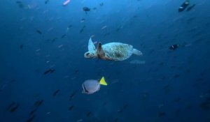 Image de tortues marines vertes dans la mer des Galapagos