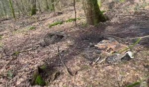 Des restes de sangliers après une partie de chasse à Saint-Menges