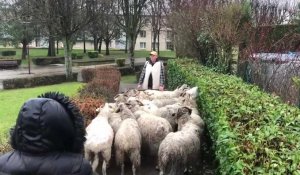 Transhumance de moutons à Gauchy