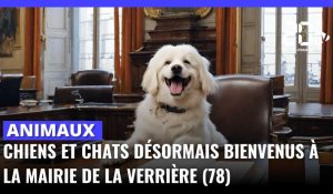 Chiens et chats désormais bienvenus à la mairie de La Verrière