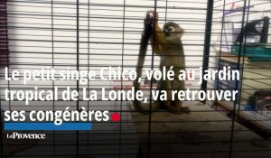 Le petit singe Chico, volé au jardin tropical de La Londe-des-Maures, va retrouver ses congénères