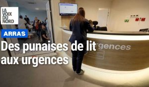 Arras : des punaises de lit aux urgences de l'hôpital 