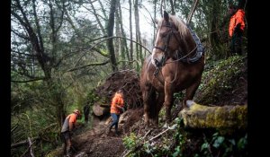 VIDÉO. Avec leur cheval, ils sécurisent la forêt du Stangala dans le Finistère