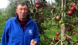 A la découverte des variétés anciennes de pommes du Nord de la france