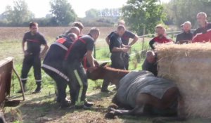 Steenwerck : les pompiers portent secours à un cheval tombé dans le fossé