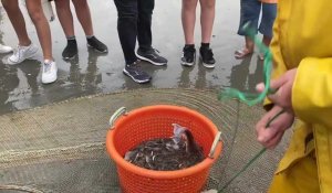 Les pêcheurs équestres de Coxyde perpétuent la tradition de la pêche à la crevette grise.