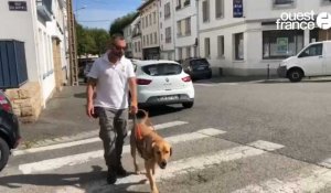 VIDÉO. Dans les rues de Lorient, Shoko, labrador croisé golden apprend le "métier" de chien guide d'aveugles