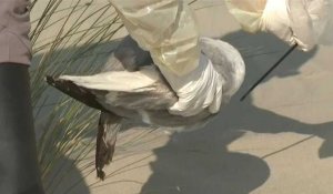Biodiversité : goélands et Fous de Bassan, victimes sauvages d'une grippe aviaire dévastatrice