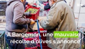 A Bargemon, l'oléiculture perturbée par le changement climatique