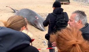 La baleine retrouvée à  Sangatte est morte
