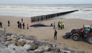 Echouée sur la plage de Sangatte, la baleine à bec est morte