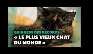 Le « plus vieux chat du monde » s’appelle Flossie et il a presque 27 ans