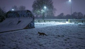 Blizzards, brouillards verglaçants... La neige fait son grand retour en Europe