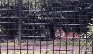 Amiens : Pasai, le bébé tigre du zoo