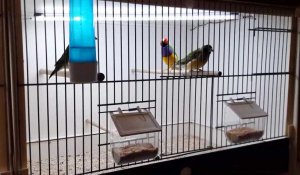 Cauchy a la tour : un nouveau magasin spécialiste des oiseaux ouvre ses portes