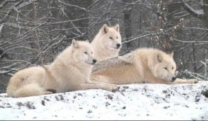 En Moselle, de nouveaux loups blancs au parc animalier de Sainte-Croix