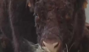 Salon de l'agriculture 2023 : La vache Ovalie fait son entrée à porte de Versailles