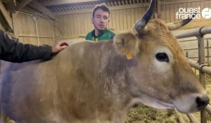 VIDÉO. Loutre, 8 ans, 530 kg, une vache nantaise au Salon de l'agriculture à Paris