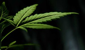 Pays-Bas: l'expérimentation du cannabis légal va bientôt débuter