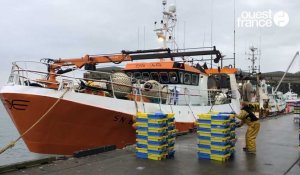VIDÉO. Le merlu débarque en force au port de pêche de Lorient
