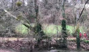 VIDÉO. À Lannion, l’abattage des 70 arbres est en cours, le long du Léguer 