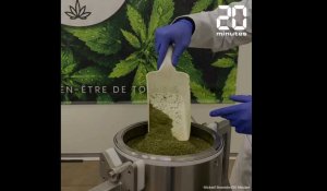 Nouvelle-Aquitaine : Comment fabrique-t-on des huiles au CBD à base de plants de cannabis ?