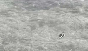 Corse: un pingouin torda aperçu dans le port d'Ajaccio
