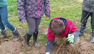 Les écoliers d'Albert plantent 2000 arbres à Bray-sur-Somme