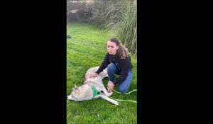 Holque : Charlotte se reconvertit dans la médiation animale après sa rencontre avec un husky