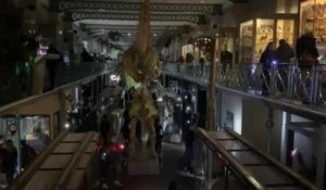 Lille: au musée d’Histoire naturelle, 1000 personnes pour une visite nocturne