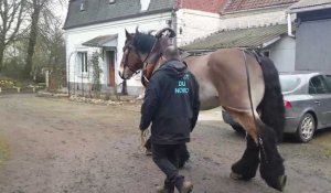 Entre Arras et Bapaume, rencontre avec Igloo, un cheval Trait du Nord, qui participera au Salon international de l'agriculture