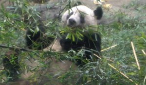 Le Japon fait ses adieux à quatre pandas rendus à la Chine