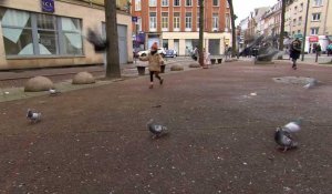 Trop de pigeons dans les villes ?