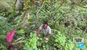 Médecine naturelle en Guadeloupe : des plantes antibactériennes suscitent l'espoir