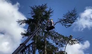 Flines-lez-Râches : trois arbres presque centenaires fragilisés par la tempête Eunice ont été abattus